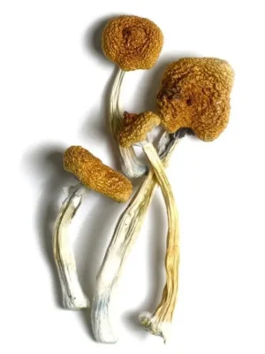 Our store is the ideal place to get buy b+ mushroom strain online. B+ magic mushrooms for sale, buy B+ mushrooms UK, b+ cubensis, psilocybe cubensis b+