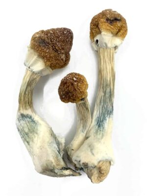 our store is the ideal place to buy shrooms online. Get Golden Mammoth Mushroom strain, mushrooms of georgia, order shrooms online, shrooms near me UK