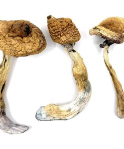 where to buy magic mushroom UK. gold caps Magic mushrooms UK, magic mushroom store, best strain of shrooms