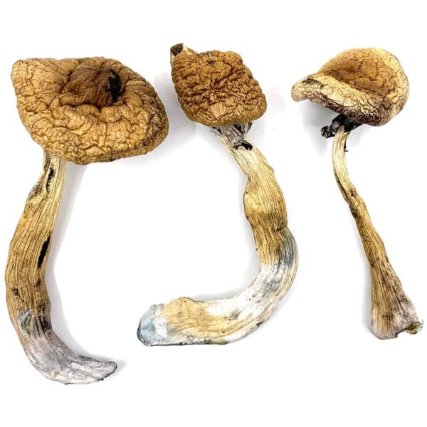 our store is the ideal place to buy gold capped mushroom online. gold caps Magic mushrooms in UK, strains of psychedelic mushrooms, mushrooms in cambodia
