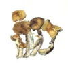 Buy McKennaii Magic Mushrooms UK. psychedelic shops near me, strains of cubensis