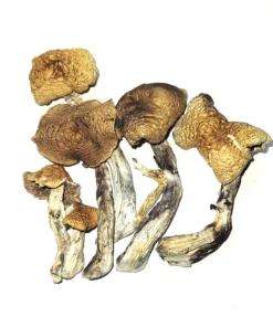 Buy McKennaii Magic Mushrooms UK. psychedelic shops near me, strains of cubensis