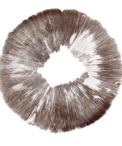 Buy mushroom spore prints UK, spore prints psilocybe cubensis