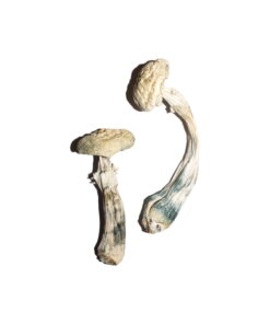 our store is the ideal place to Buy Avery's Albino Mushrooms Online. Albino a+ mushrooms, albino penis envy shrooms, albino magic mushroom Canada