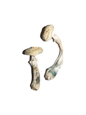 our store is the ideal place to Buy Avery's Albino Mushrooms Online. Albino a+ mushrooms, albino penis envy shrooms, albino magic mushroom Canada