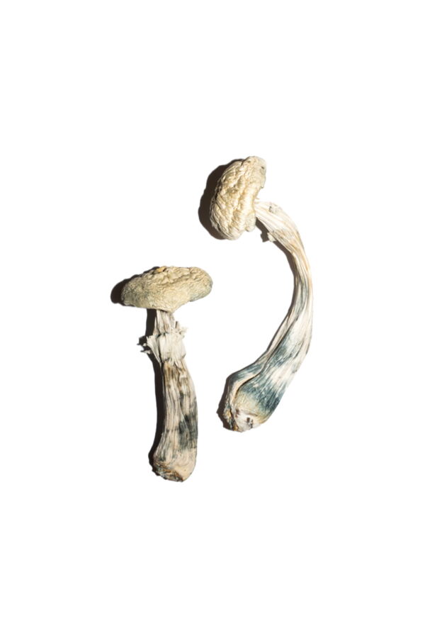 our store is the ideal place to Buy Avery's Albino Mushrooms Online. Albino a+ mushrooms, albino penis envy shrooms, albino magic mushroom Canada