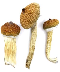 our store is the ideal place to Buy Blue Meanies magic mushroom. fresh mushrooms, magic mushrooms shop UK, where to buy magic mushroom