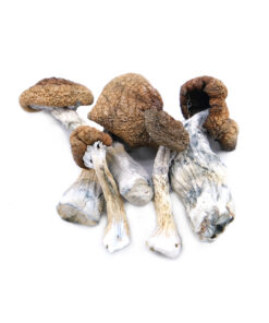 our store is the ideal place to buy melmac Penis envy mushroom. Dried penis envy, melmac Penis envy for sale, penis envy magic mushrooms, texas magic