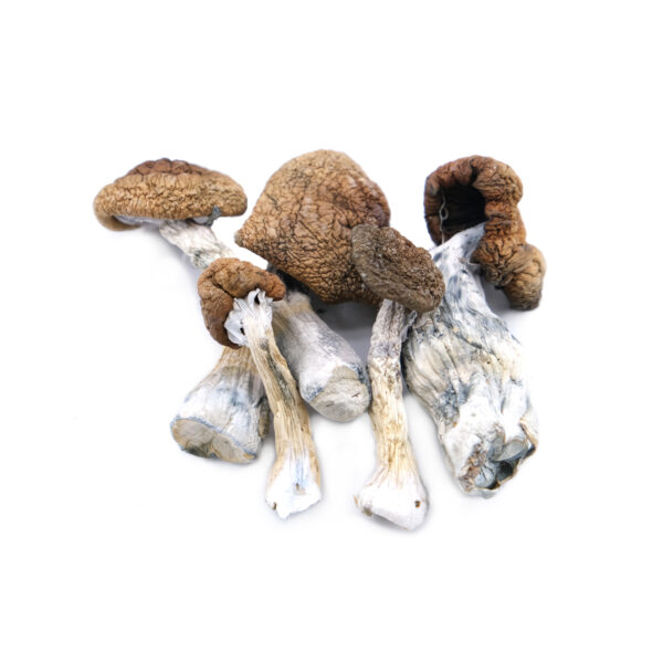 our store is the ideal place to buy melmac Penis envy mushroom. Dried penis envy, melmac Penis envy for sale, penis envy magic mushrooms, texas magic