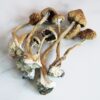 The best place to buy Z Strain Mushrooms online. Get z strain mushroom for sale at affordable prices. z strain cubensis, pes hawaiian mushrooms