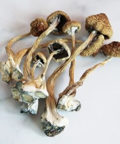 The best place to buy Z Strain Mushrooms online. Get z strain mushroom for sale at affordable prices. z strain cubensis, pes hawaiian mushrooms