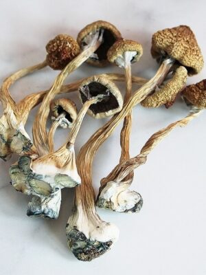 The best place to buy Z Strain Mushrooms online. Get z strain mushroom for sale at affordable prices. z strain cubensis, pes hawaiian mushrooms