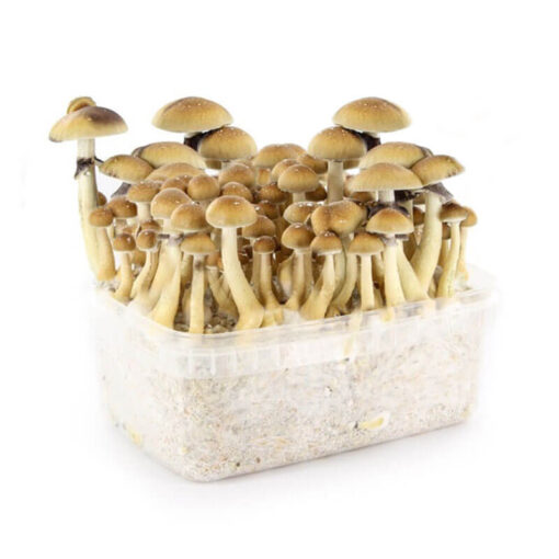 buy magic mushroom grow kit at our store. Shroom grow kits, McKennaii Grow kit for sale, mushroom grow kit denver, mondo grow kits for sale