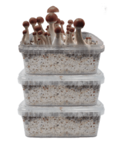 our store remains the best place to buy psilocybin grow kit online. psilocybin grow kit for sale, mushroom grow kits near me, mushroom grow kit in a bag