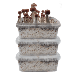 our store remains the best place to buy psilocybin grow kit online. psilocybin grow kit for sale, mushroom grow kits near me, mushroom grow kit in a bag