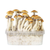 our store is the most reliable place to buy golden teacher grow kit online. Order mondo grow kit at the best prices. Mushroom grow kits oregon