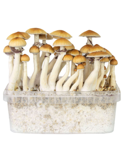 our store is the most reliable place to buy golden teacher grow kit online. Order mondo grow kit at the best prices. Mushroom grow kits oregon