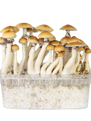 our store is the most reliable place to buy golden teacher grow kit online. Order mondo grow kit at the best prices. Mushroom grow kits oregon