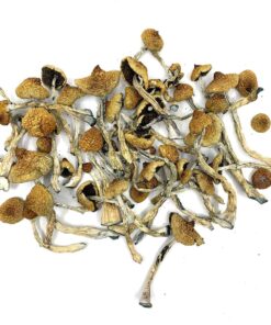 are you looking for where to buy shrooms our store is the ideal place in buying shrooms online. buy shrooms online Canada, Arenal Volcano Magic Mushrooms