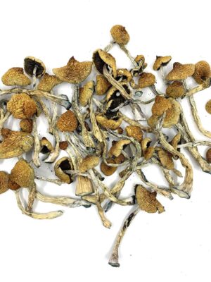 are you looking for where to buy shrooms our store is the ideal place in buying shrooms online. buy shrooms online Canada, Arenal Volcano Magic Mushrooms