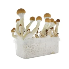 Mushroom Grow kits